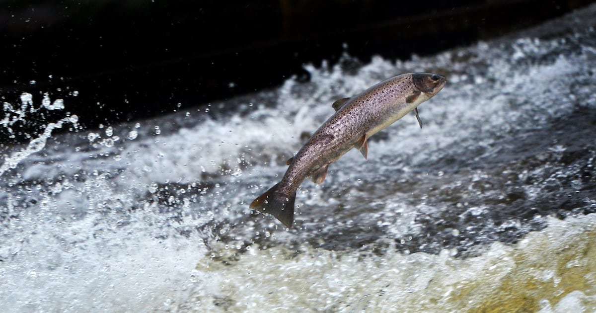 Funcion�rios da Pesca Recebem ?40.000 em Recompensas por Coleta de Marcas de Salm�o
